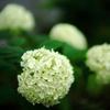 庭に植えた紫陽花