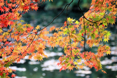 震生湖の紅葉