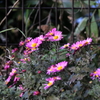 薄紫色の野路菊（のじぎく）