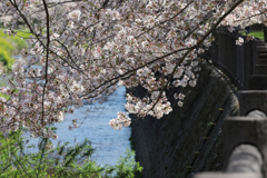 寄って桜