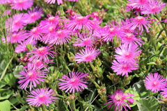 松葉菊