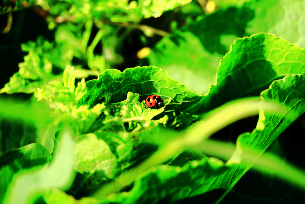 レディーバード