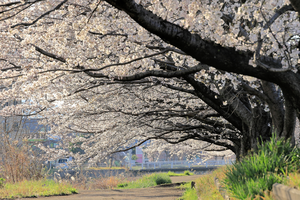 水無川沿いの桜