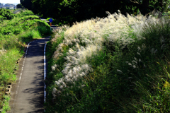 サイクリングコース サイクリングコース