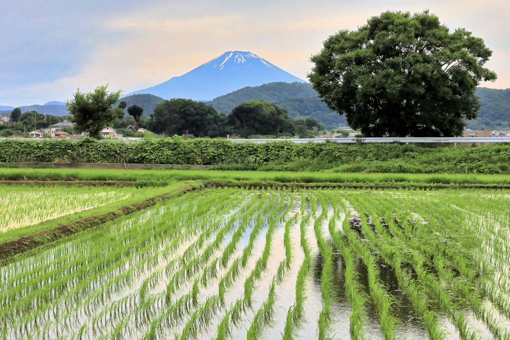 立ち木と富士山