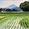 立ち木と富士山