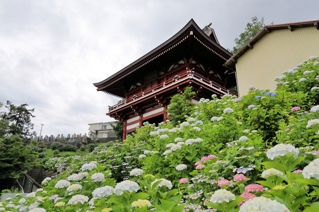 薬師寺の紫陽花壁