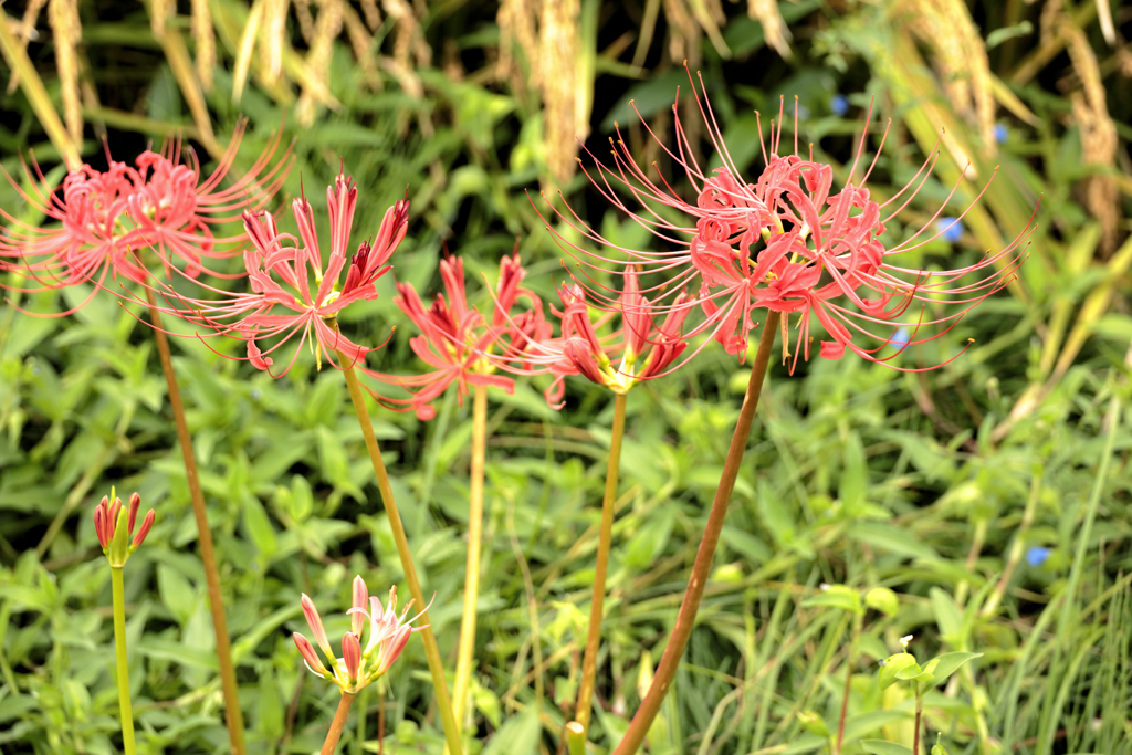 彼岸花とツユクサ