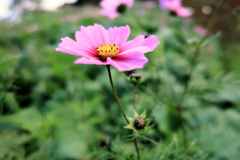 一夜城ヨロイヅカファーム　ピンクの秋桜