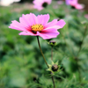 一夜城ヨロイヅカファーム　ピンクの秋桜
