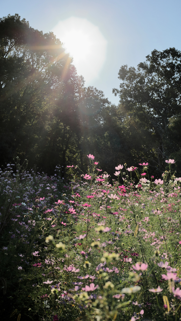 光芒と秋桜