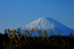 ススキと富士山