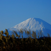 ススキと富士山