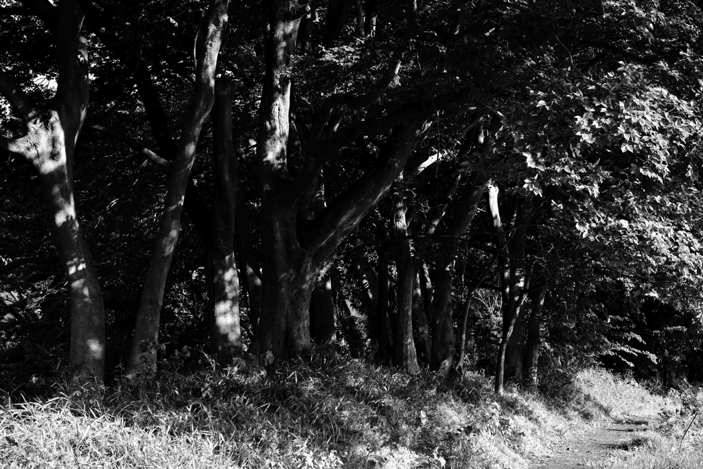 農道を守る木々