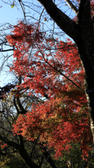 晩秋の弘法山　燃え上がる紅葉