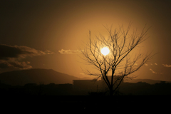 夕陽と枯れ木