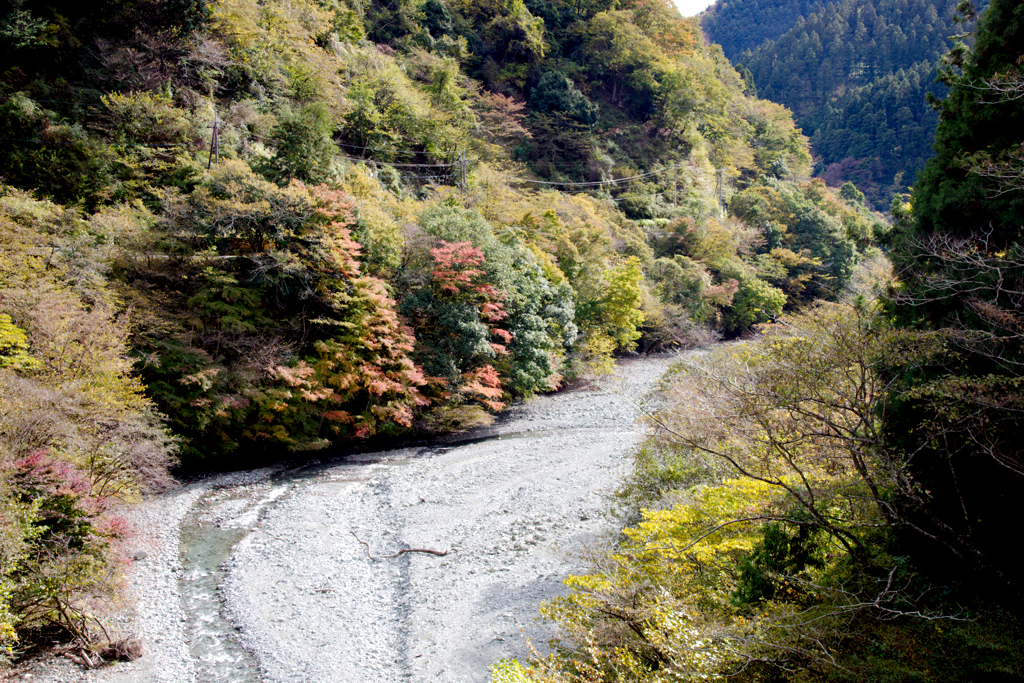 やどりき水源林