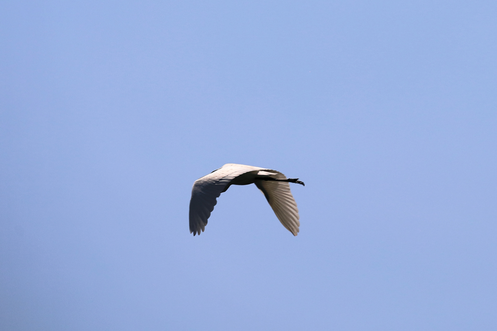 カメラが追うサギ