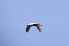 カメラが追うサギ