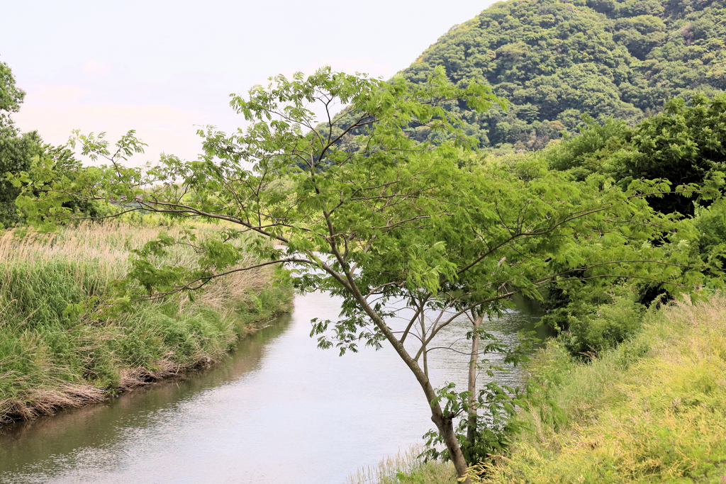 平塚市の河内川（かわちがわ）