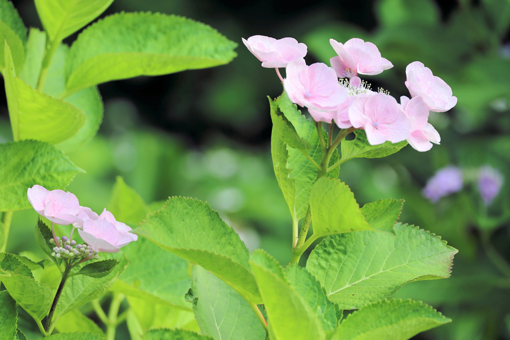 紫陽花　子供連れ