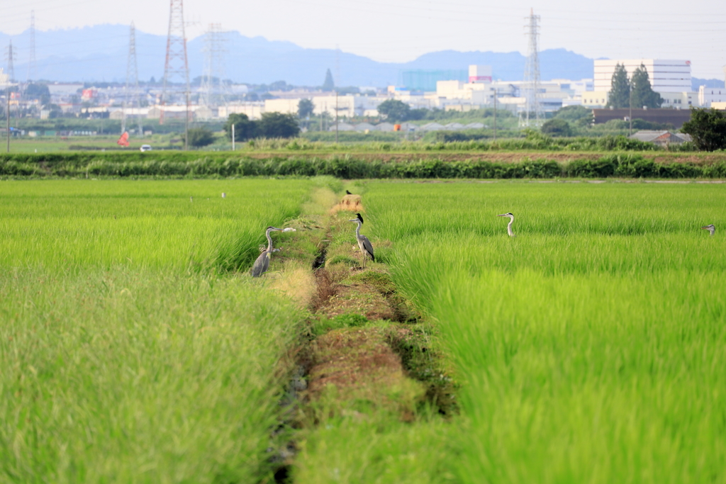 田んぼの農道で