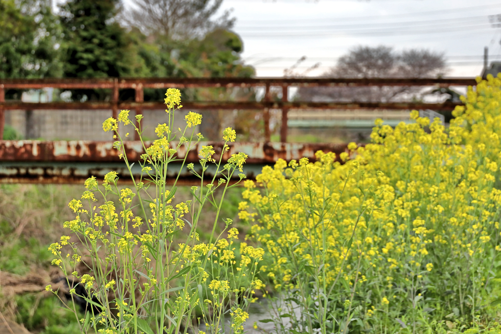 菜の花と錆びた橋と