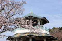 権現山の春