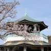 権現山の春