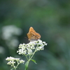 弘法山の散策　オトコエシと蝶