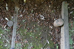 ドングリが落ちていた