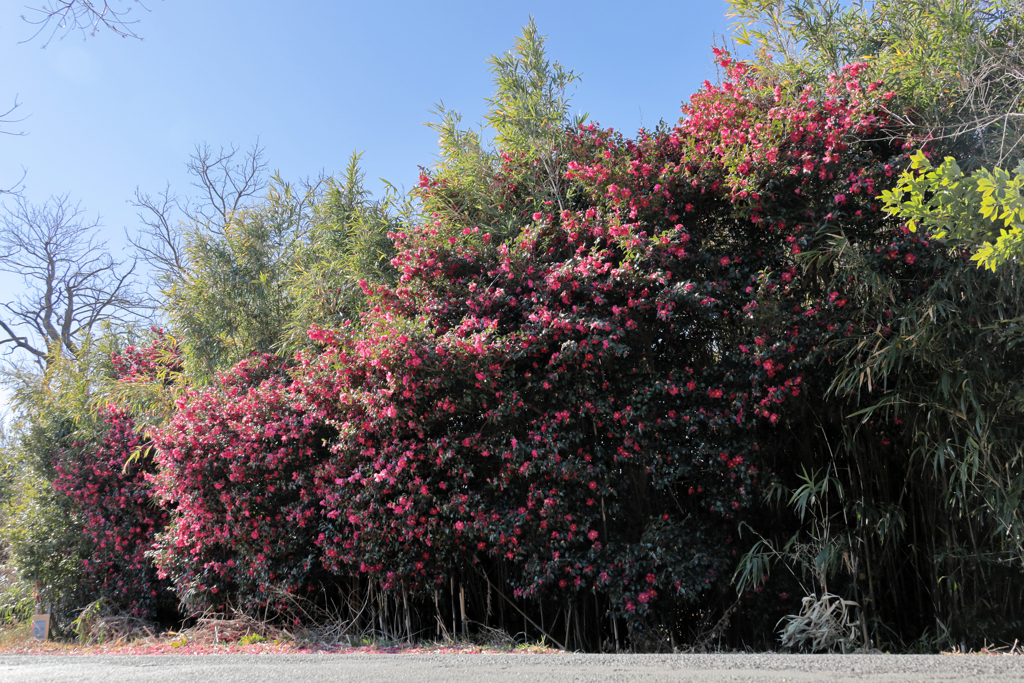 山茶花