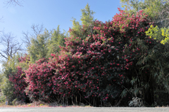 山茶花