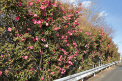山茶花