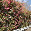 山茶花