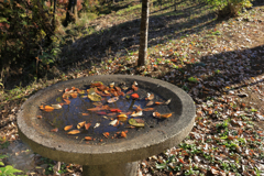 弘法山公園の紅葉