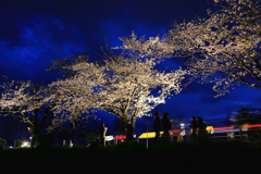カルチャーパーク前の夜桜