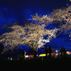 カルチャーパーク前の夜桜