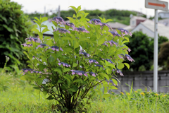 紫陽花だけではなく