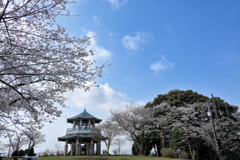 権現山の春