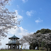 権現山の春