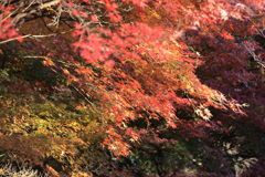 弘法山公園の紅葉