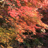 弘法山公園の紅葉