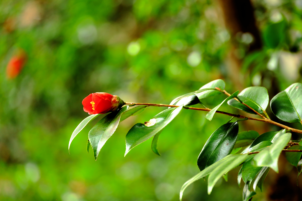 首を伸ばす山茶花