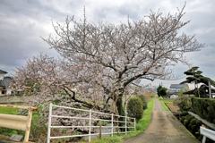 農道に咲く桜