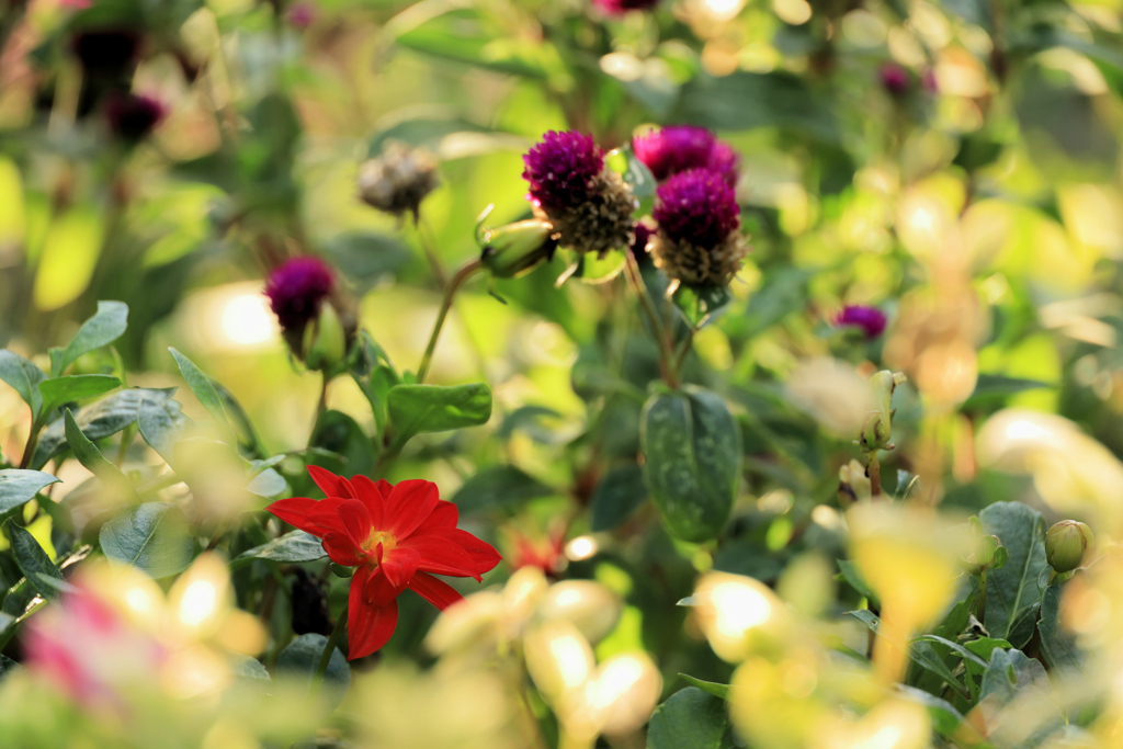 千日紅とダリア