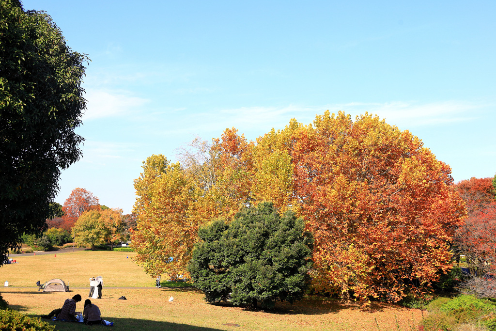 昭和記念公園の駐車場近くの紅葉