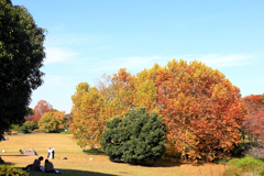 昭和記念公園の駐車場近くの紅葉