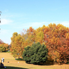 昭和記念公園の駐車場近くの紅葉