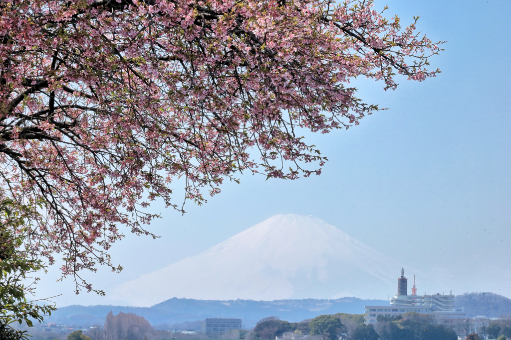サクラと富士山